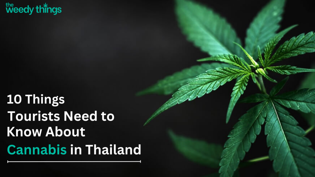 10 Things Tourists Need to Know About Cannabis in Thailand