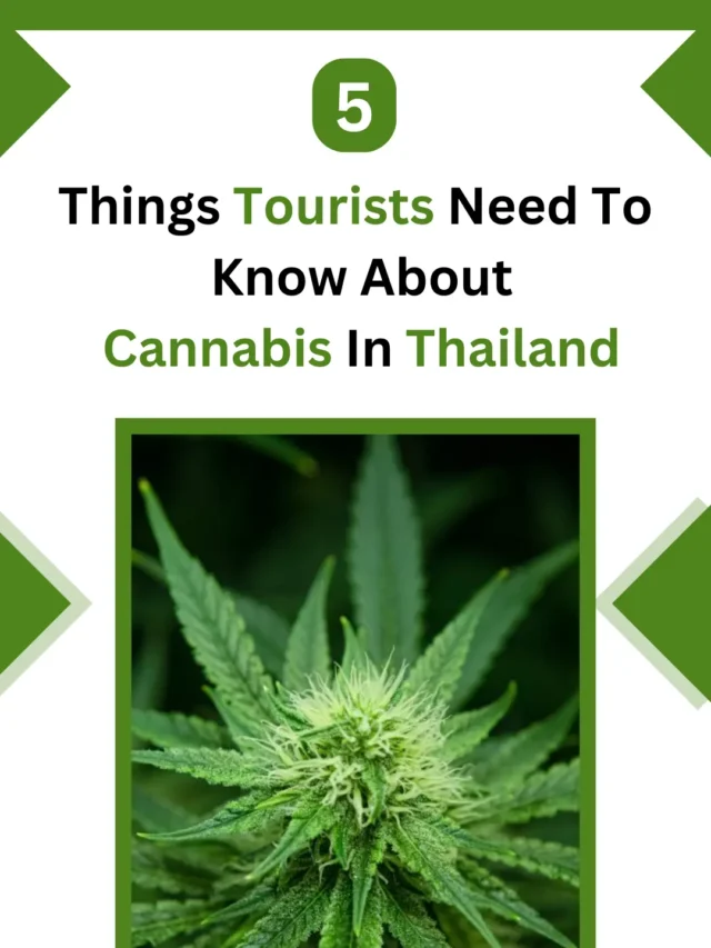 5 Things Tourists Need To Know About Cannabis In Thailand
