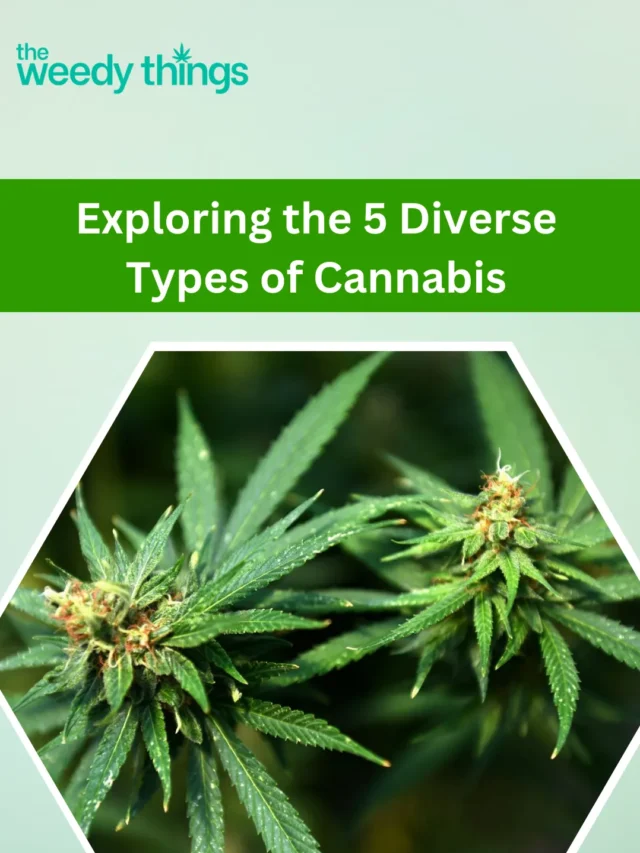 Exploring the 5 Diverse Types of Cannabis