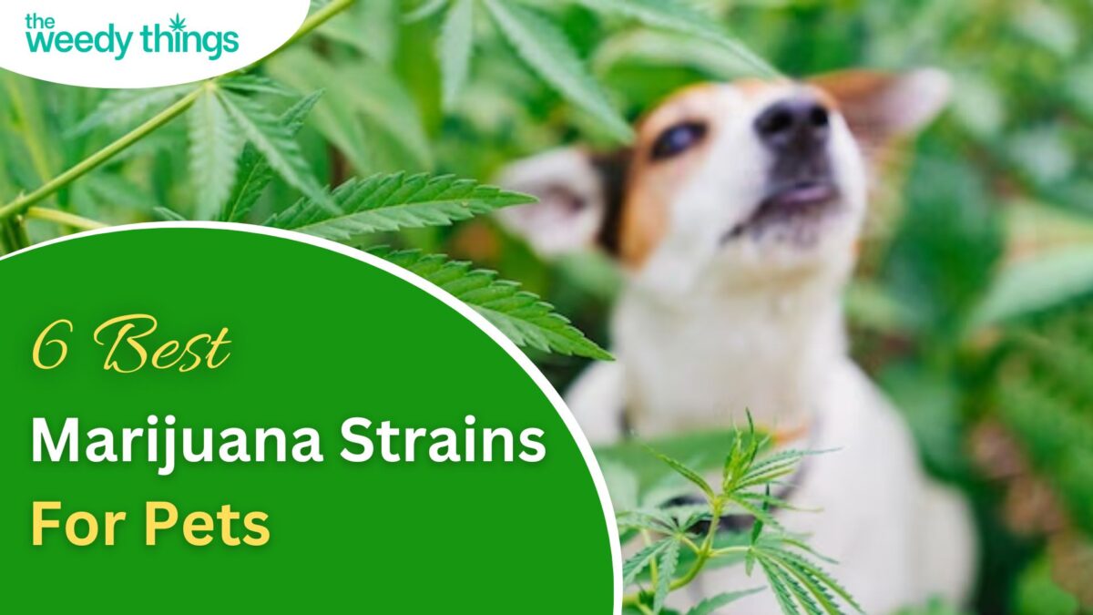 marijuana for pets