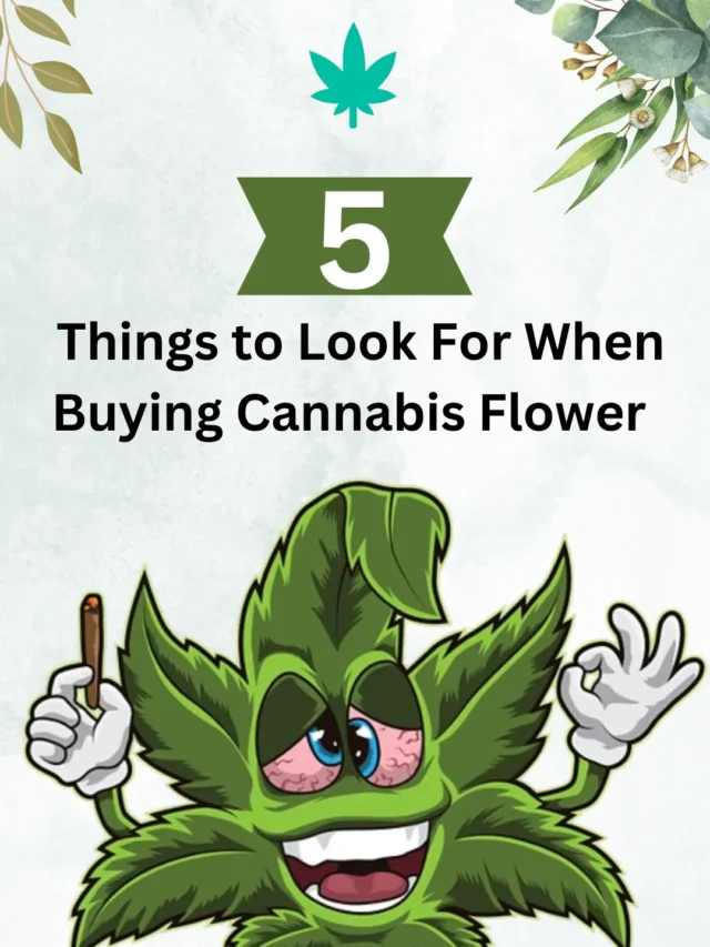5 Things to Look For When Buying Cannabis Flower
