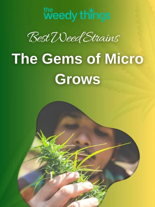 Best Weed Strains: Unveiling the Gems of Micro Grows