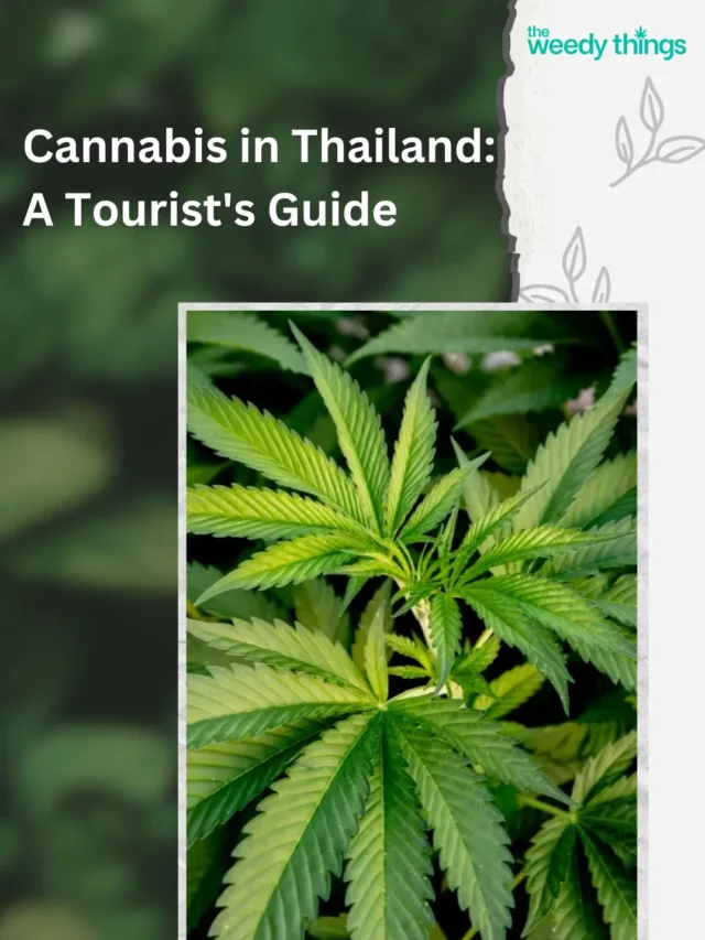 Cannabis in Thailand: A Tourist’s Guide