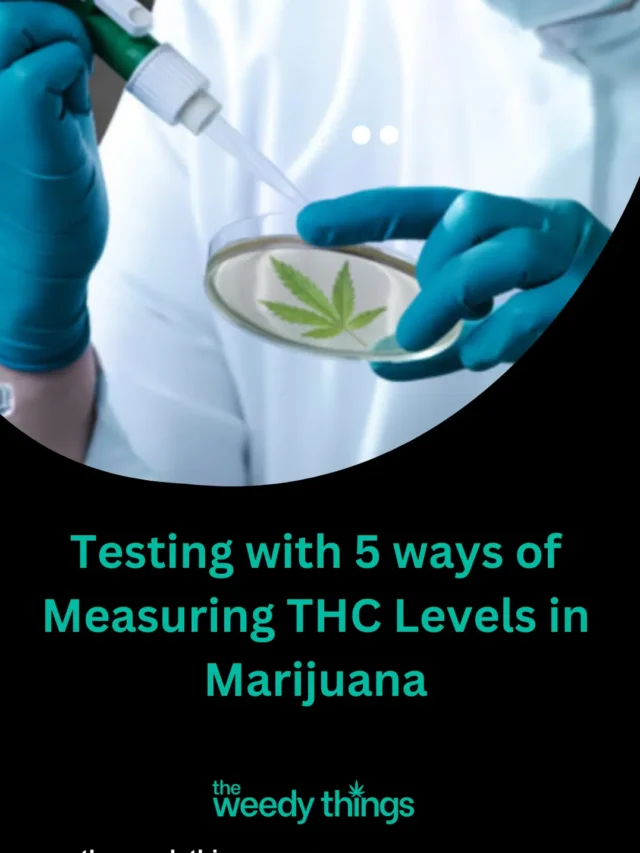 Testing with 5 ways of Measuring THC Levels in Marijuana