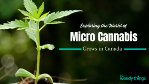 micro cannabis