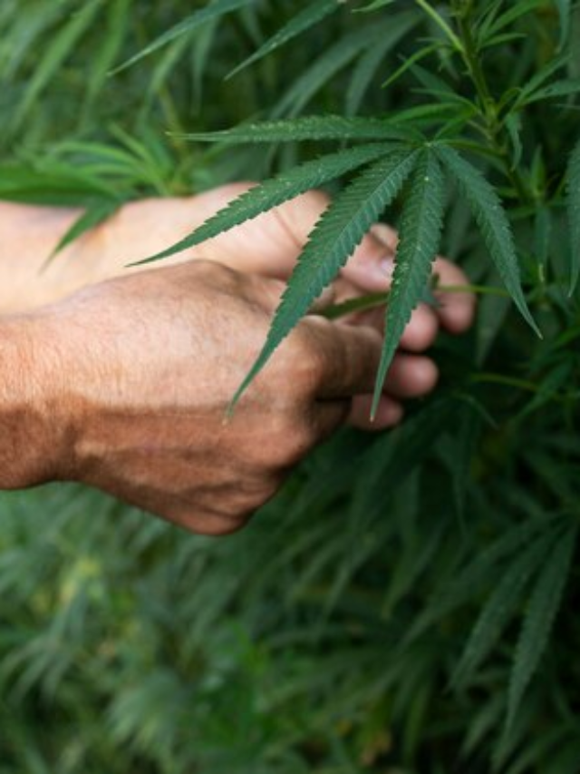 California Agency Announces Illegal Cannabis Seizure Data from 2023
