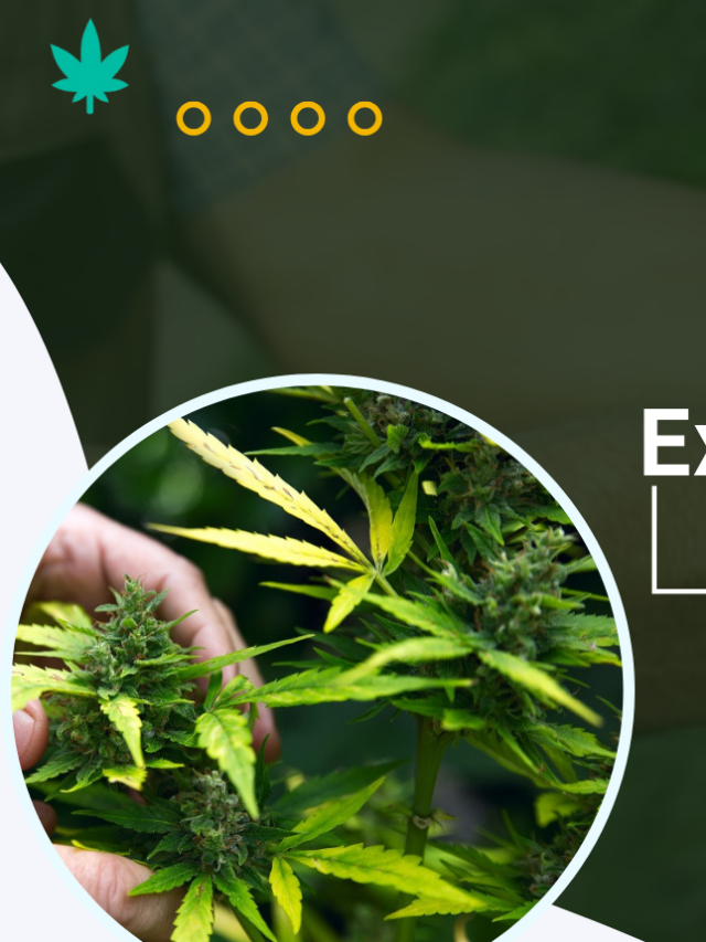 4 Expert Tips to Gauge the Quality of Your Weed