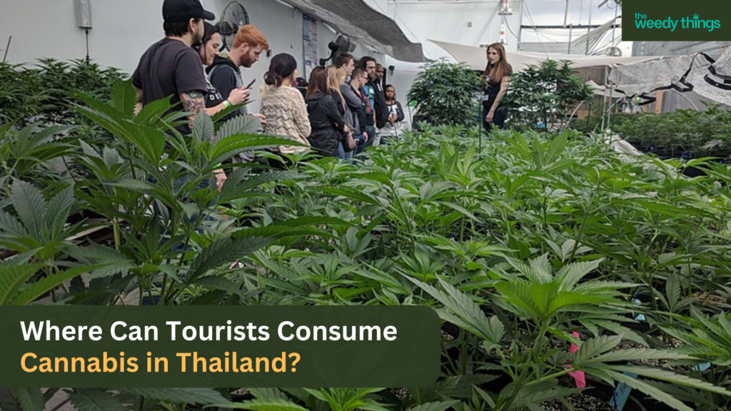 tourists cannabis