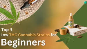 Low THC Cannabis Strains for Beginners (2)