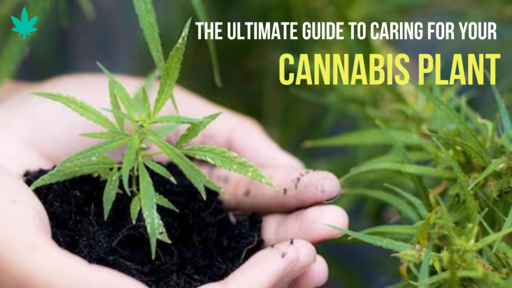 cannabiss plant