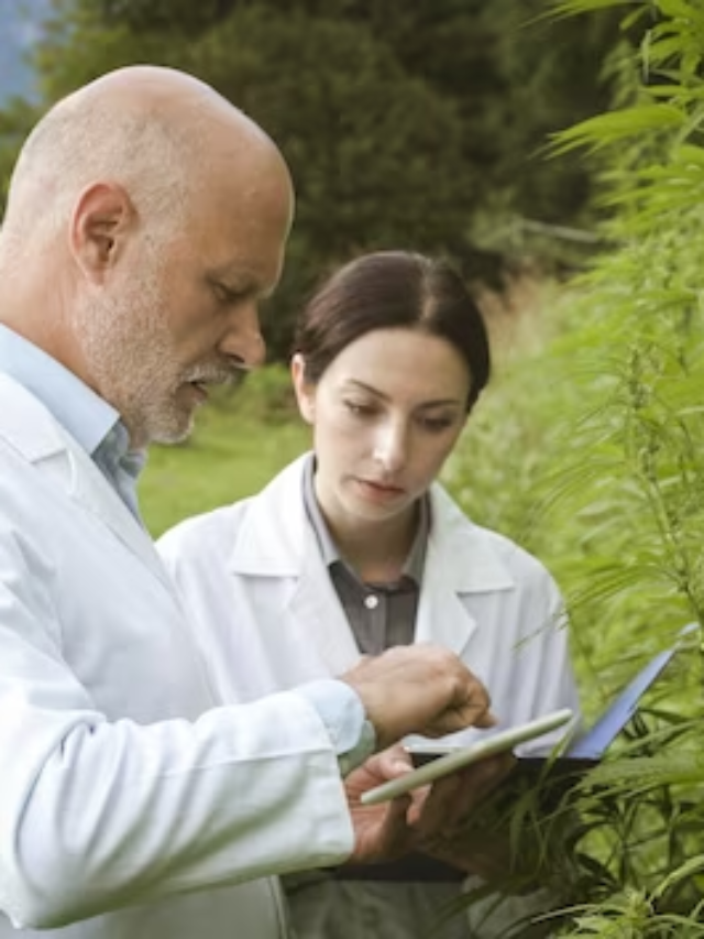 4 Expert Tips for Assessing Weed Quality