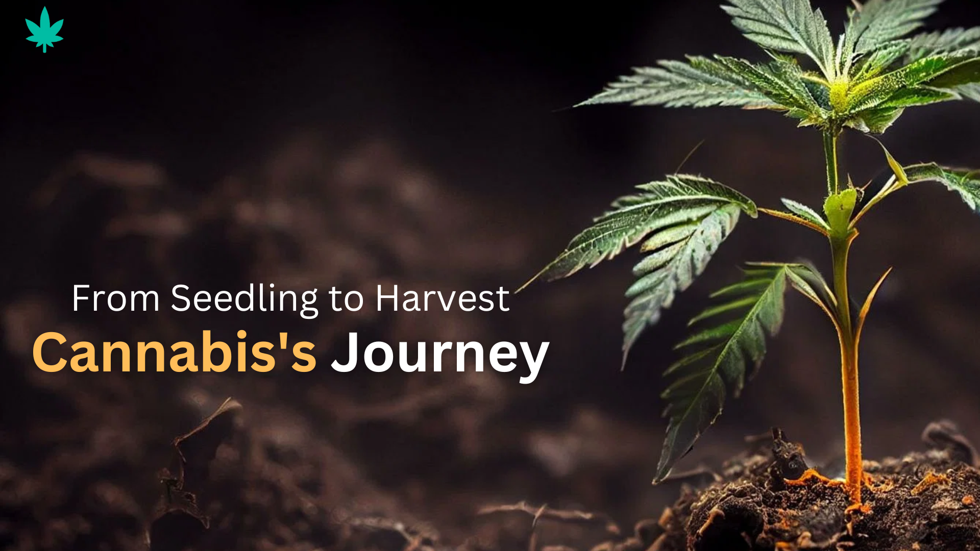 cannabis journey