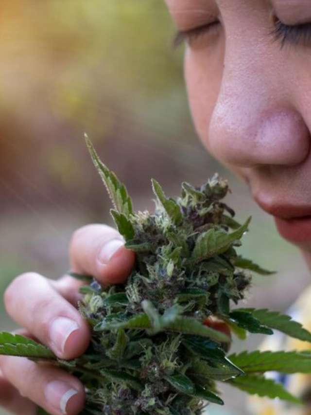 5 factors You Should Know About Medicinal Cannabis