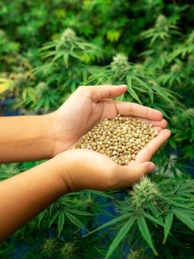 The Case for Hemp Seeds as a Protein Alternative
