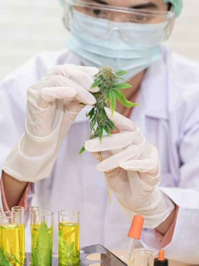 5 Reasons Behind Cannabis Lab Testing