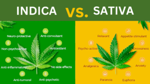 Indica vs. Sativa