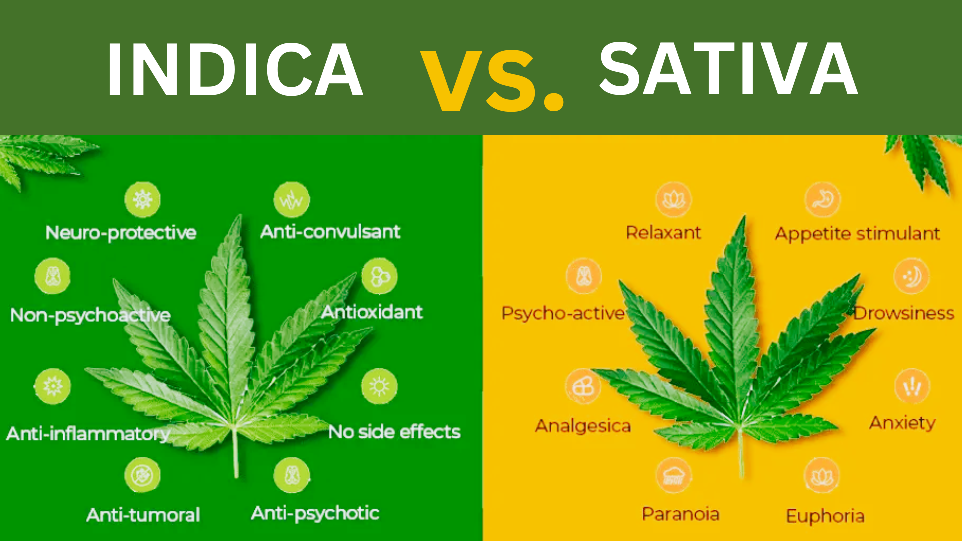 Indica vs. Sativa