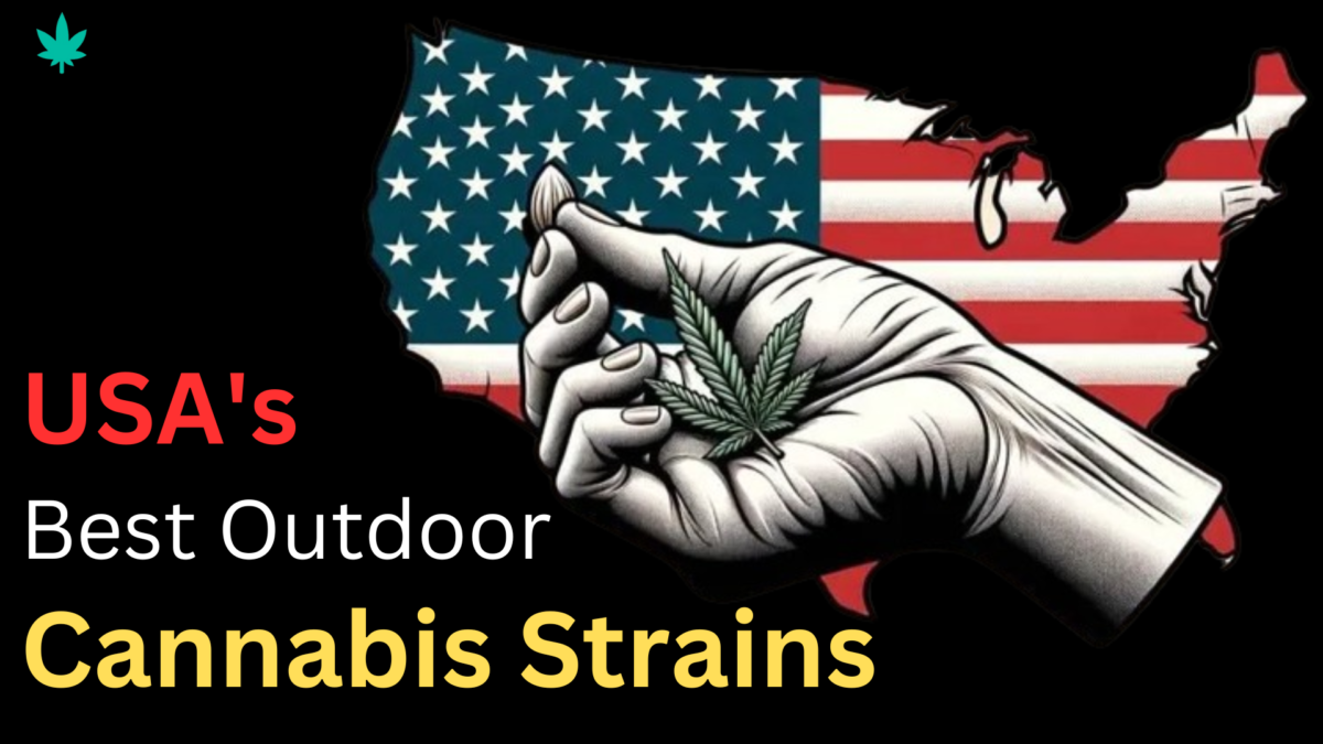 USA's Best Outdoor Cannabis Strains